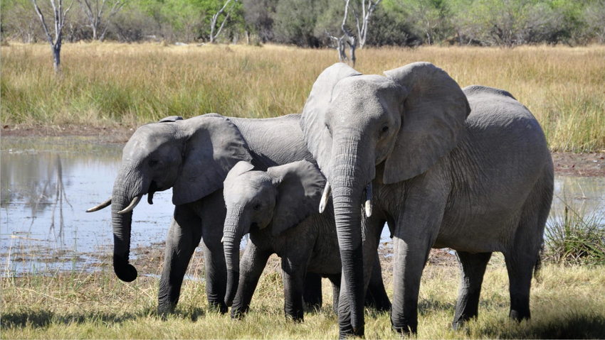 Illegal Wildlife Trade