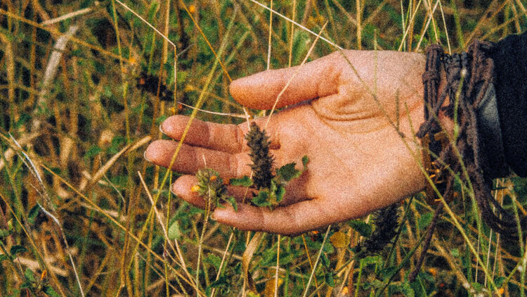 Hand holding wild plants in a grassy field.
