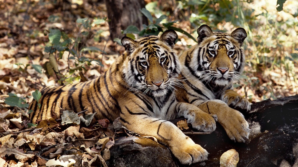 eBay Celebrates Global Tiger Day with World Wildlife Fund